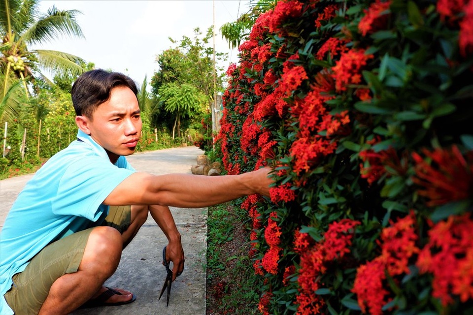 Ngắm hàng rào làm bằng hoa trang của chàng trai 9X ở miền Tây - 2 Ngắm hàng rào làm bằng hoa trang của chàng trai 9X ở miền Tây - 2