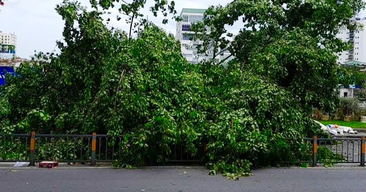 Cây xanh đổ, đè người đi xe máy ở TPHCM