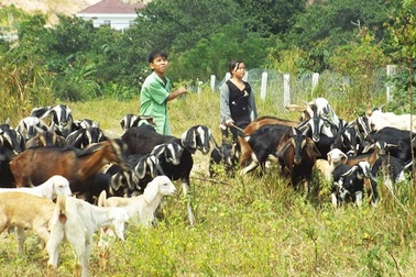 “Mục sở thị” nơi nuôi dê duy nhất ở phố biển