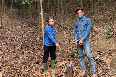 Trộm vỏ cây "vàng xanh", 3 "con nghiện" bị khởi tố