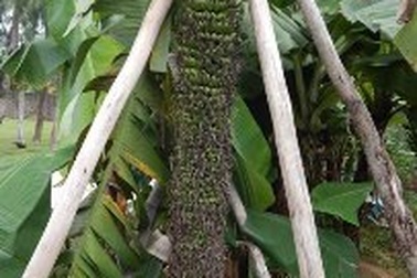 Hà Tĩnh: Cây chuối trổ hơn 100 nải