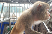 Thả hàng chục cá thể khỉ quý hiếm về môi trường tự nhiên