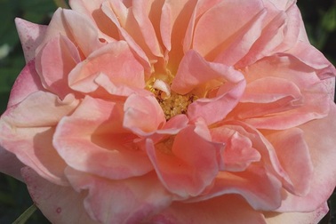 Ngỡ ngàng "đồ cổ" Nokia 808 PureView chụp ảnh không kém gì iPhone X