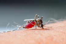 Ca tử vong do sốt xuất huyết đầu tiên ở Hà Nội trong năm