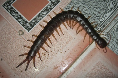 Con rết “khổng lồ” nằm dưới kệ ti vi