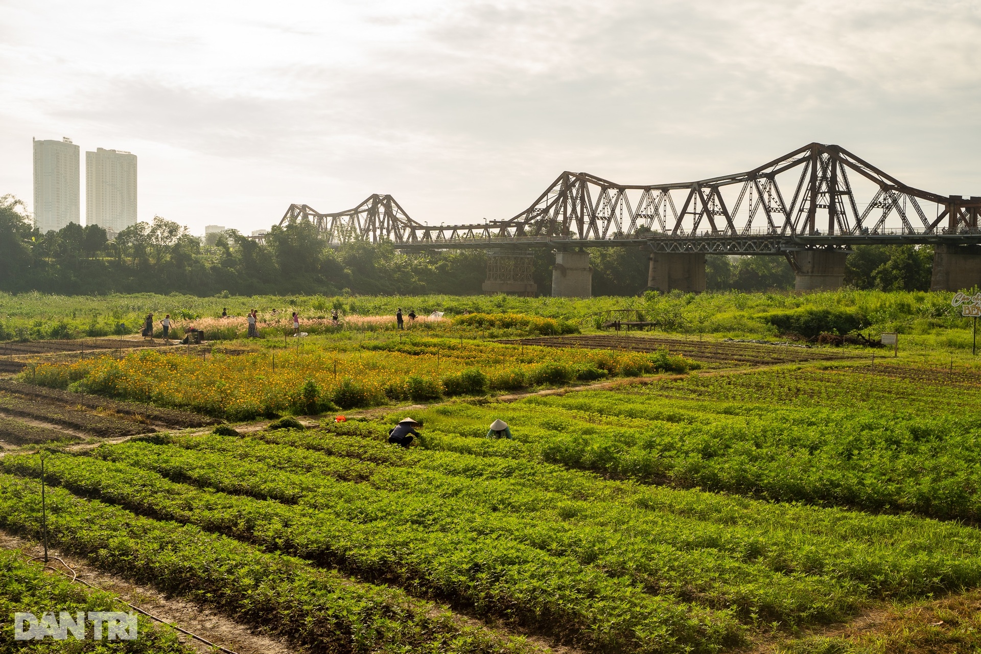 យុវជនសម្រុកទៅថតរូបនៅវាលស្មៅពណ៌ផ្កាឈូកនៅជើងស្ពាន Long Bien - ២ Giới trẻ đổ xô về chụp ảnh tại bãi cỏ hồng dưới chân cầu Long Biên - 2