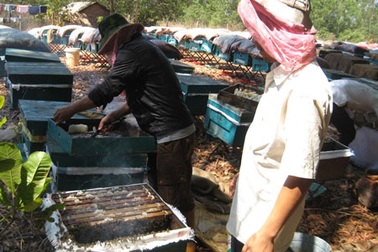 Mùa “chăn” ong ở Tây Nguyên