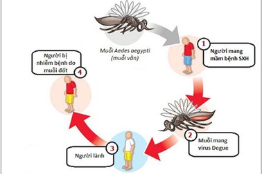 Sốt xuất huyết tăng mạnh ở khu vực Tây Nguyên