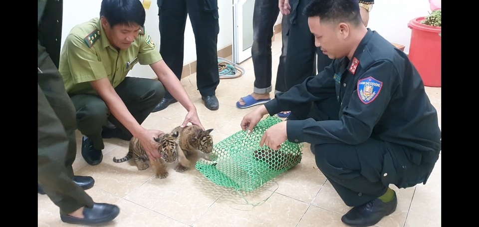 Giải cứu 2 cá thể hổ con được đựng trong túi nhựa - 2 Giải cứu 2 cá thể hổ con được đựng trong túi nhựa - 2