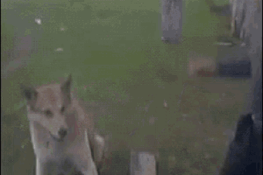 Chùm ảnh động siêu hài hước giúp nạp năng lượng cho tuần mới