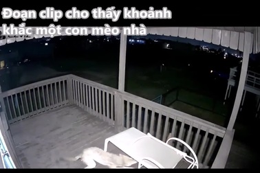 Mèo nhà may mắn giữ được mạng sống khi bị chó sói đồng cỏ tấn công