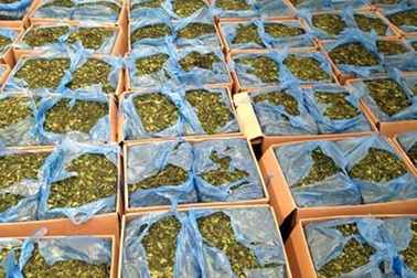 Đưa cỏ Mỹ, lá khat vào Bộ luật Hình sự