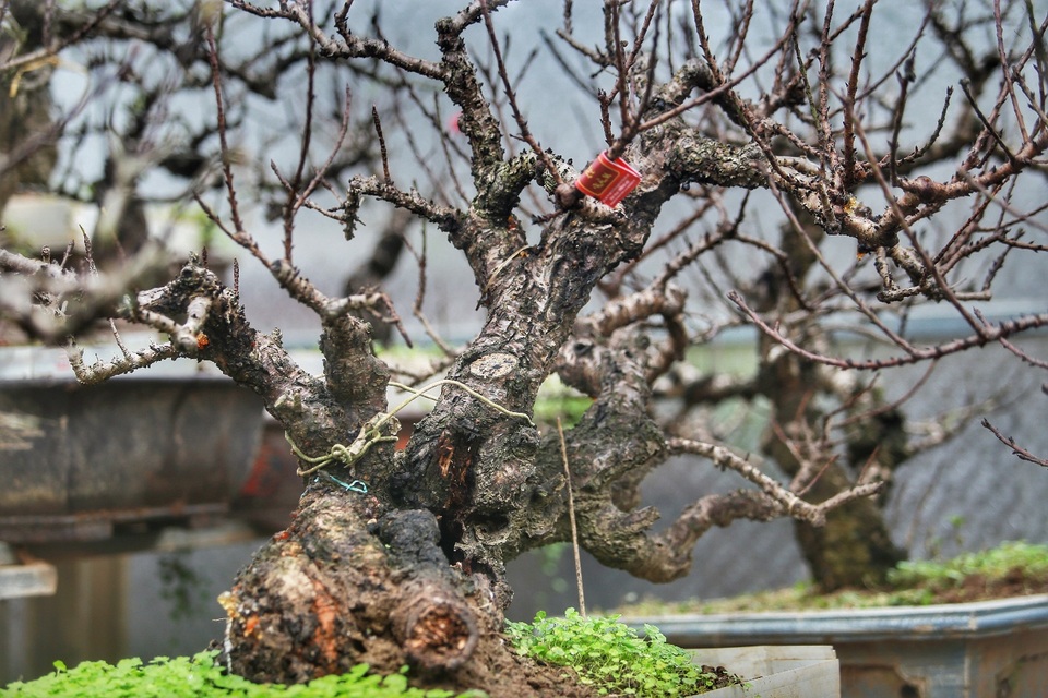 Vườn đào thất thốn độc nhất Hà Nội được nhiều đại gia trả giá “khủng” - 11 Vườn đào thất thốn độc nhất Hà Nội được nhiều đại gia trả giá “khủng” - 11