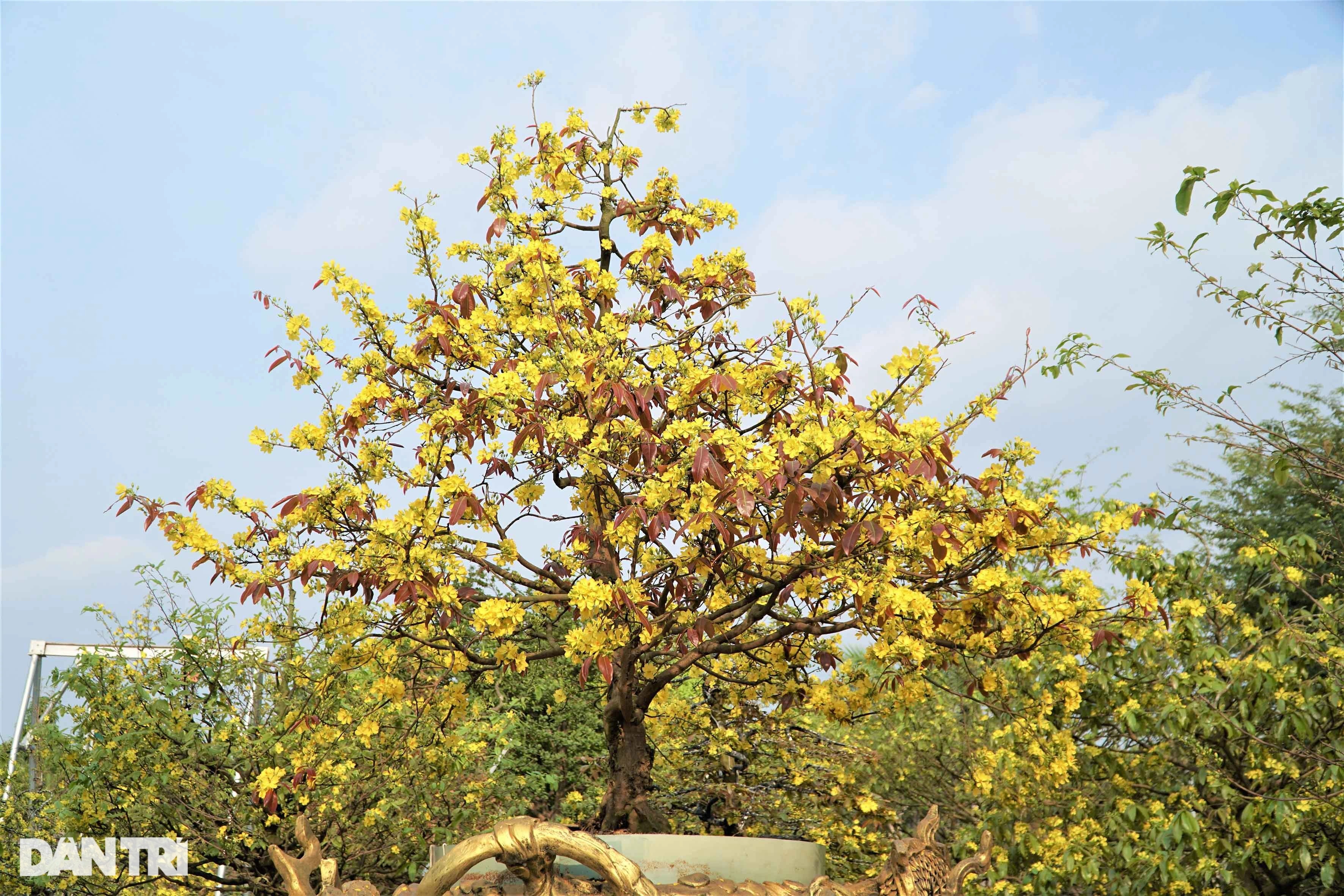 Chiêm ngưỡng hơn 200 cây mai vàng giá trị khủng, có tiền chưa chắc mua nổi - 9 Chiêm ngưỡng hơn 200 cây mai vàng giá trị khủng, có tiền chưa chắc mua nổi - 9