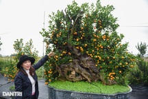 "Nhặt" gỗ khô bỏ đi, biến thành chậu quất cảnh giá trăm triệu đồng chơi Tết