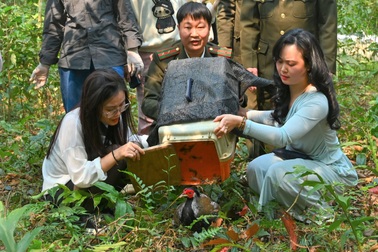 Thả 10 cá thể gà lôi trắng quý hiếm về rừng Cúc Phương