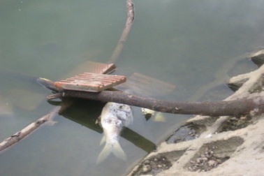 Hồ Đền Lừ bị xâm hại nghiêm trọng