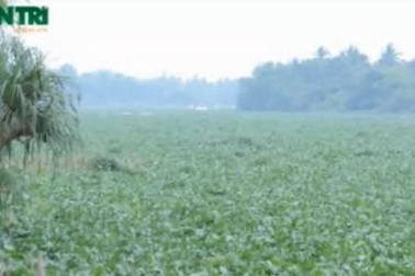 Nỗ lực vớt lục bình trên sông Đồng Nai