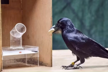 Loài vật nào thông minh nhất hành tinh ngoài con người?