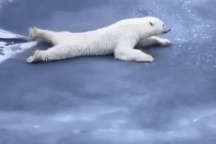 Bật cười với cách gấu Bắc Cực vượt qua lớp băng mỏng