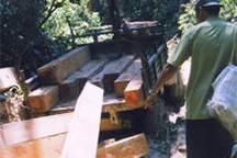 Khởi tố thêm một giám đốc phá rừng Khe Diên