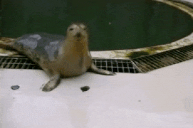 Clip: Hài hước nghe hải cẩu hát “Twinkle, Twinkle Little Star”