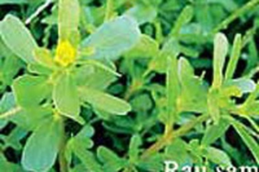 Rau sam chữa bệnh