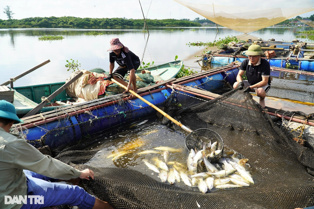 Phân tích mẫu nước tìm nguyên nhân 50 tấn cá chết trắng - 2 Phân tích mẫu nước tìm nguyên nhân 50 tấn cá chết trắng - 2