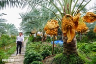 Trồng cây cho trái vàng và đỏ, 9X ở Đồng Tháp bất ngờ thu lãi "khủng"