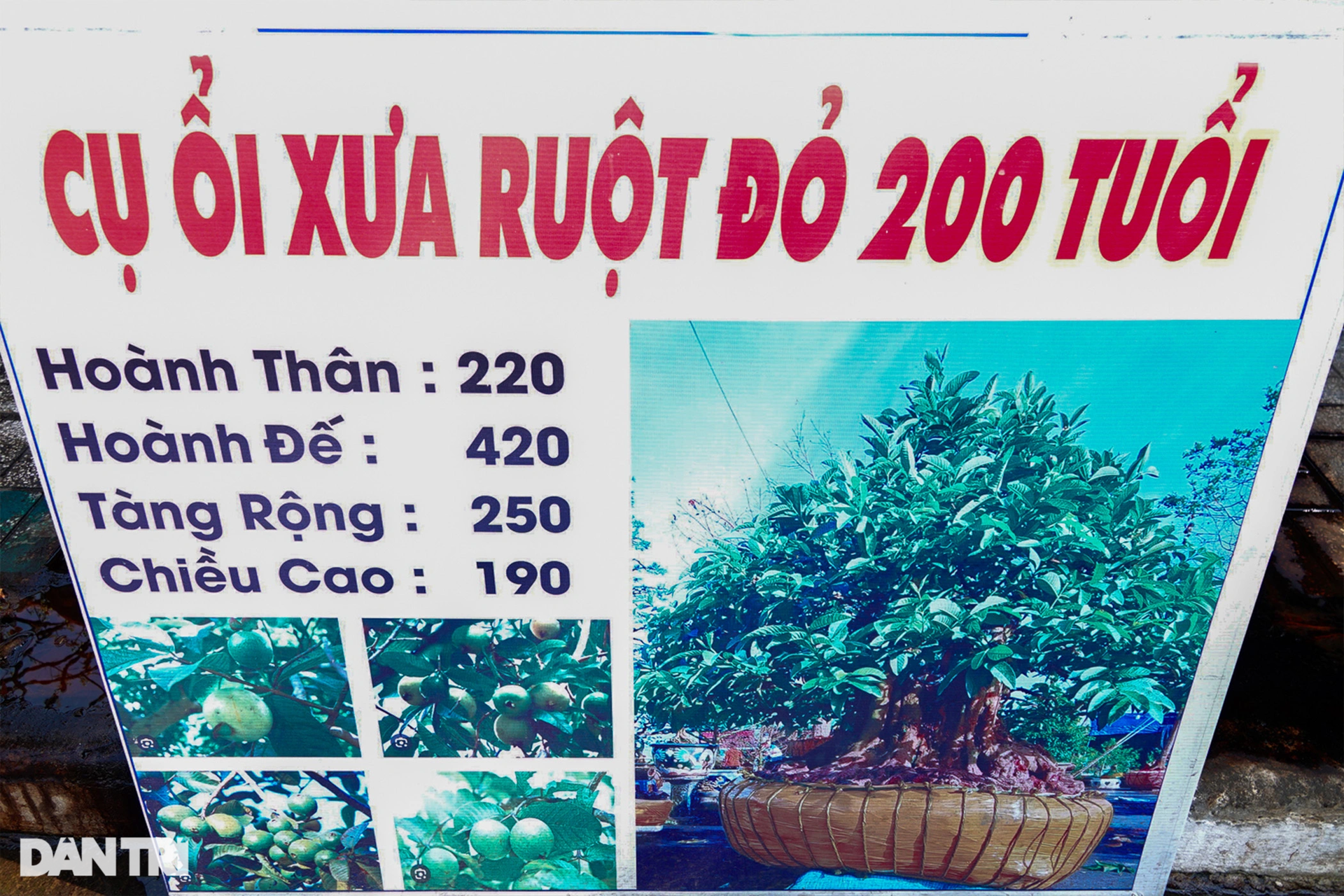 Mai trực thăng, vú sữa dáng rồng, ổi 200 tuổi khuấy đảo chợ hoa miền Tây - 8 Mai trực thăng, vú sữa dáng rồng, ổi 200 tuổi khuấy đảo chợ hoa miền Tây - 8