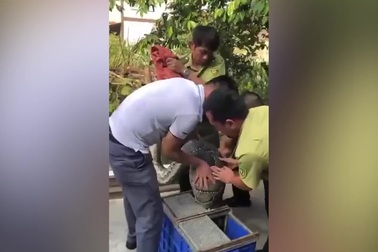 Trăn bò vào trang trại nhà dân nuốt chửng bê con