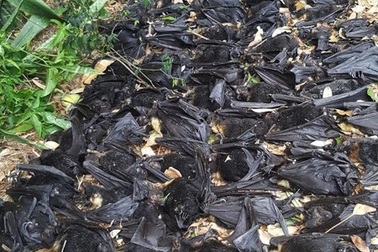 Hiện tượng lạ: Hàng ngàn con dơi chết như ngả rạ trong sân vườn nhà