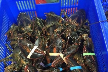 Sốc với giá tôm hùm nhập khẩu và trong nước đua nhau giảm