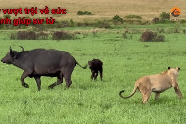 Trâu mẹ liều lĩnh mạng sống, chiến đấu chống lại bầy sư tử để bảo vệ con