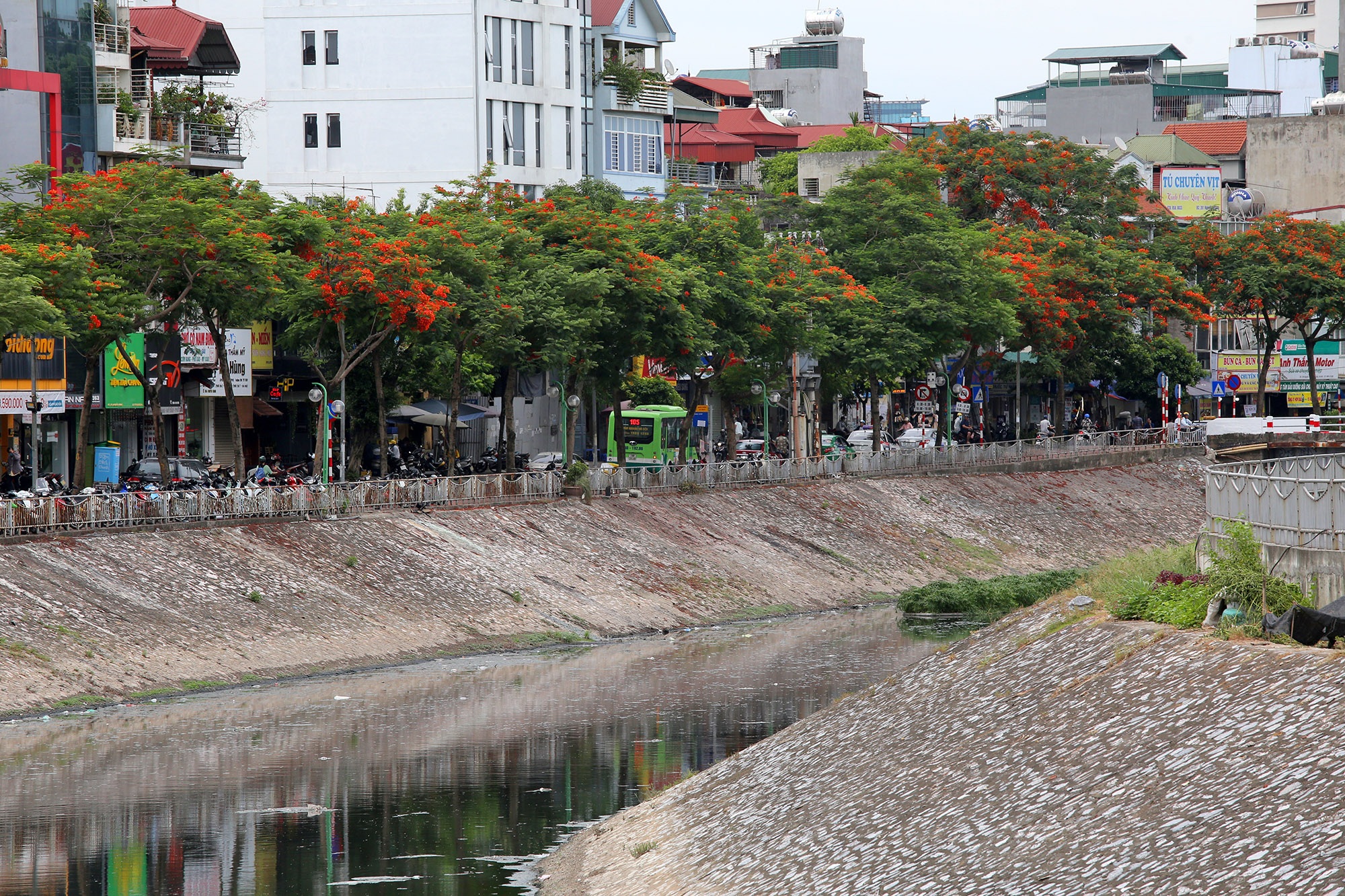 Hà Nội đẹp rực rỡ với dải phượng vĩ dài 8km - 14 Hà Nội đẹp rực rỡ với dải phượng vĩ dài 8km - 14