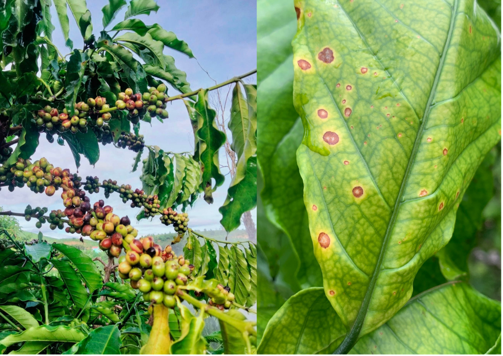 Quản lý bệnh khô cành khô quả của cây cà phê mùa mưa - 3 Quản lý bệnh khô cành khô quả của cây cà phê mùa mưa - 3