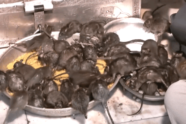 Tới đền thờ hơn 25.000 con chuột được cung phụng như "Ông hoàng"