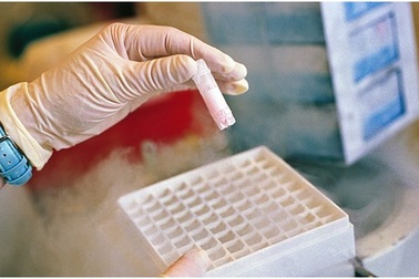 Tìm ra cách mới để đông lạnh và phục hồi phôi thai bằng tia laser