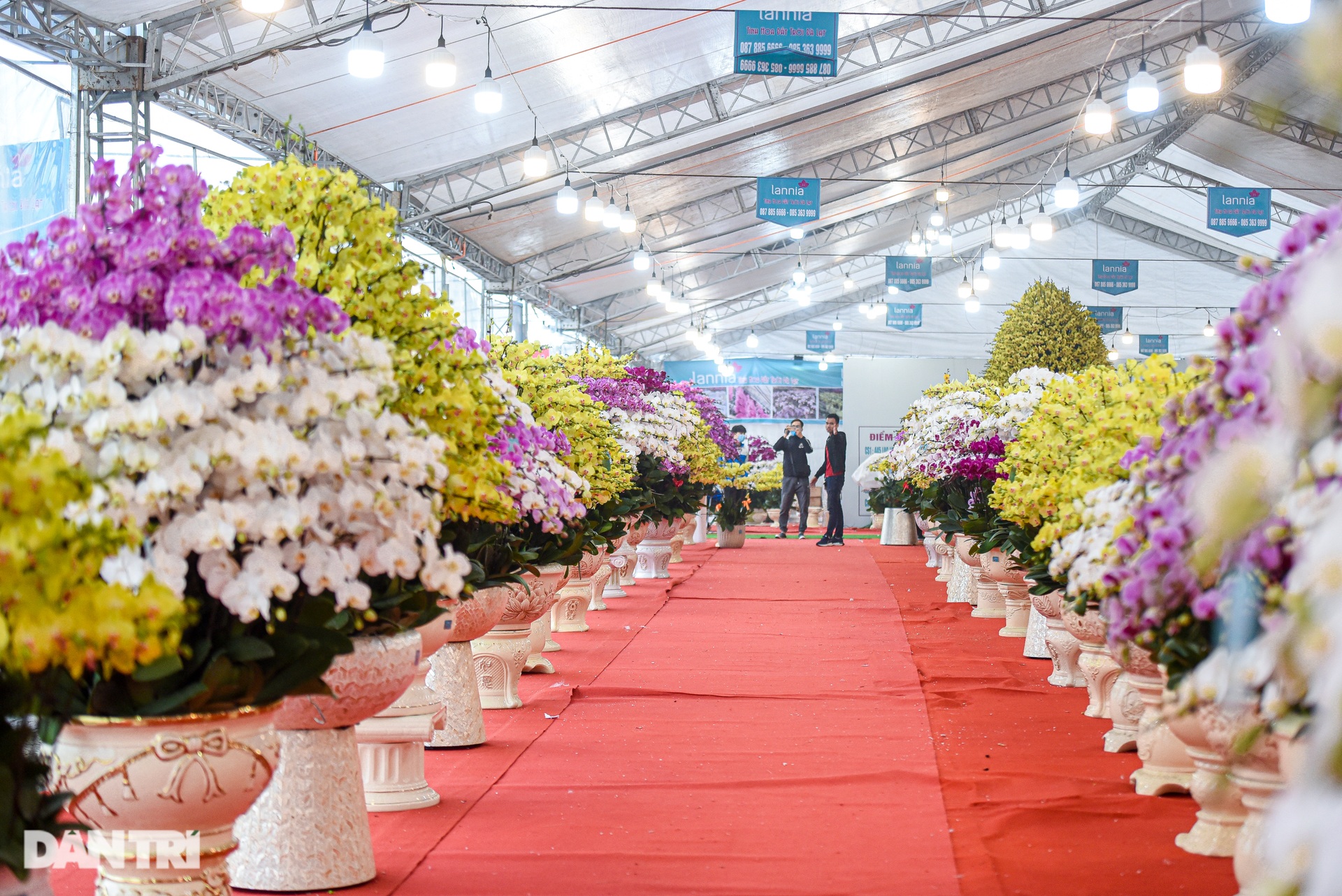 Chậu lan hồ điệp khổng lồ chào bán gần một tỷ đồng ở Hà Nội - 5 Chậu lan hồ điệp khổng lồ chào bán gần một tỷ đồng ở Hà Nội - 5