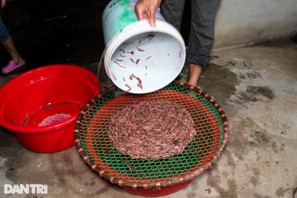 Tiêu thụ ảnh hưởng Covid-19, rươi Hải Dương mở rộng xuất khẩu đi Trung Quốc - 4 Tiêu thụ ảnh hưởng Covid-19, rươi Hải Dương mở rộng xuất khẩu đi Trung Quốc - 4