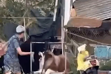 Chó cho thuê chụp ảnh ở Đà Lạt bị ngược đãi: Chủ có thể bị phạt, tẩy chay