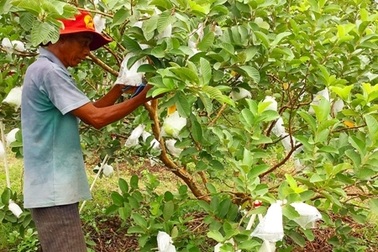 "Hai lúa" kiếm tiền triệu từ trồng ổi không hạt theo quy trình sạch