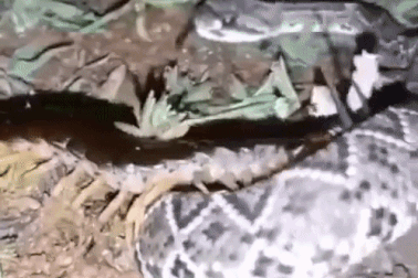 Video nổi bật tuần qua: Rắn bỏ mạng khi tấn công rết khổng lồ