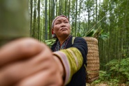 Băng rừng theo người Dao đỏ Sapa đi hái lá thuốc tắm "thần dược"