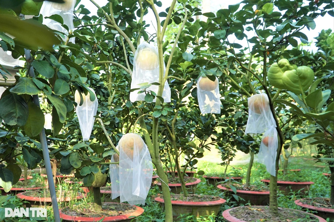 Cho quýt hồng bén rễ trong chậu lão nông Đồng Tháp thu lãi tiền triệu/ cây - 4 Cho quýt hồng bén rễ trong chậu lão nông Đồng Tháp thu lãi tiền triệu/ cây - 4