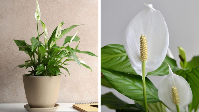 Gợi ý những loại cây trồng vừa đẹp nhà vừa tốt cho sức khỏe - Ảnh 3. Gợi ý những loại cây trồng vừa đẹp nhà vừa tốt cho sức khỏe - Ảnh 3.
