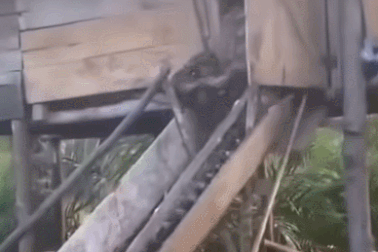 Nổi bật tuần qua: Trăn khổng lồ bị mắc kẹt vì ăn thịt 3 con dê của nông dân