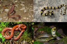 Những loài rắn tại Việt Nam, vô hại nhưng bề ngoài giống hệt rắn độc