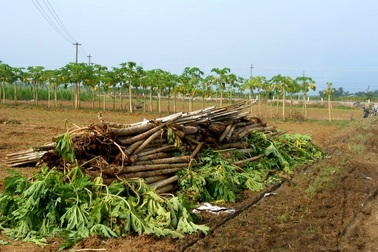Miền Trung khẩn trương khôi phục sản xuất sau lũ