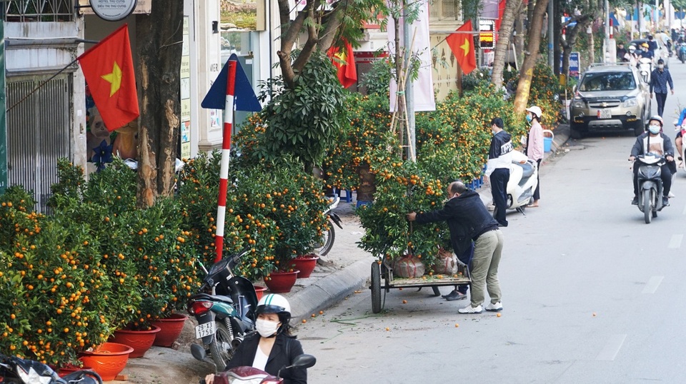 Kiếm bạc triệu mỗi ngày nhờ chở cây cảnh thuê dịp Tết - 1 Kiếm bạc triệu mỗi ngày nhờ chở cây cảnh thuê dịp Tết - 1